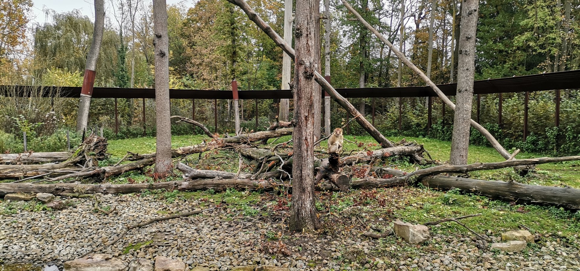 Barbary Macaques exhibit