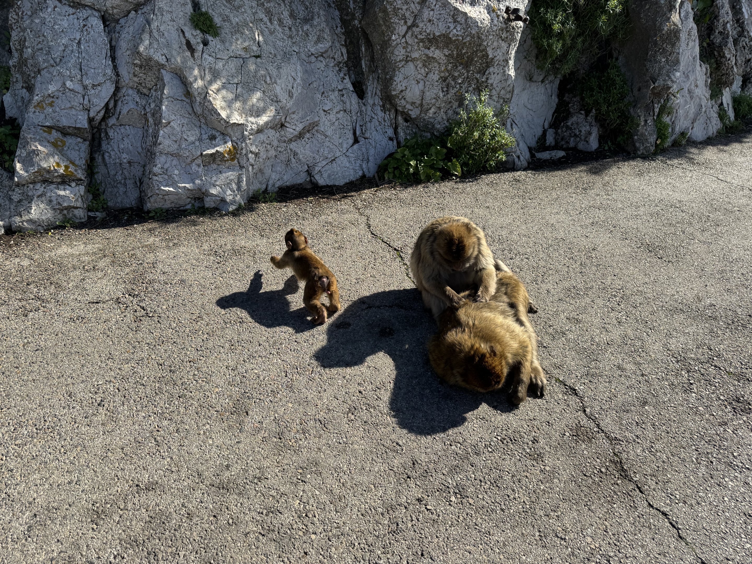 Barbary macaques - Gibraltar