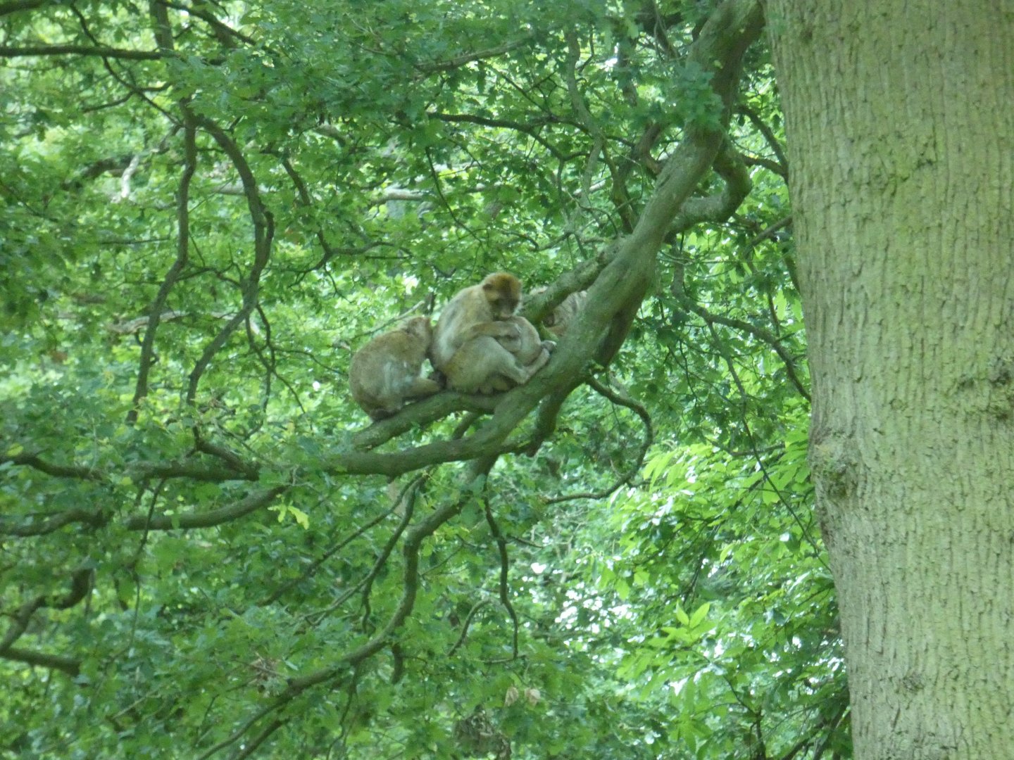 Barbary Macaques in a tree