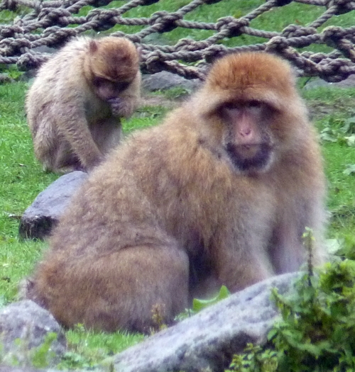 Barbary macaques (Macaca sylvana)