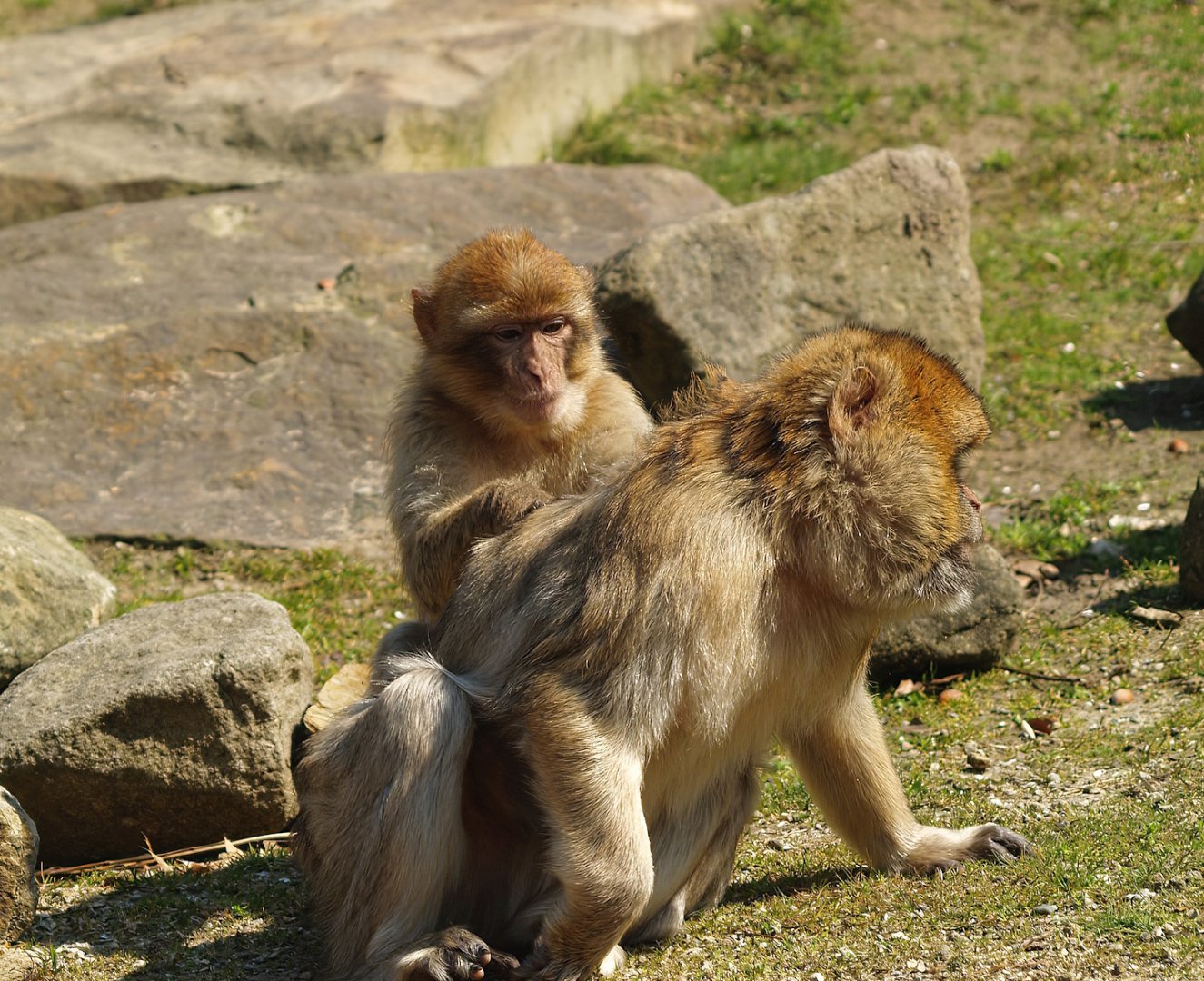 Barbary macaques (Macaca sylvanus), 2010-04-18
