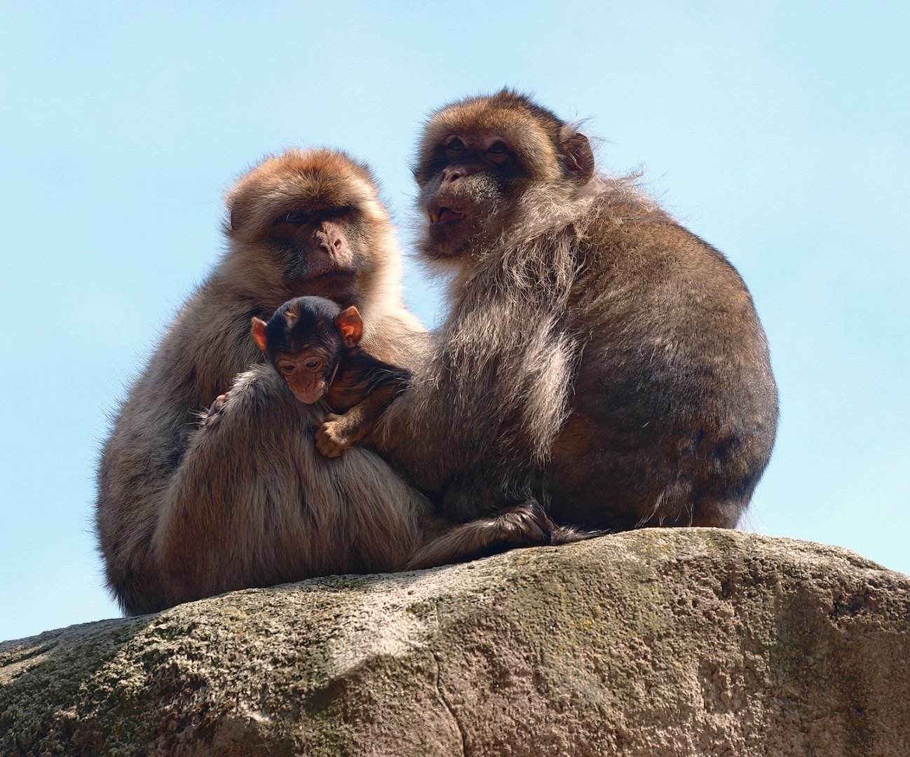 Barbary macaques (Macaca sylvanus), 2015-08-01