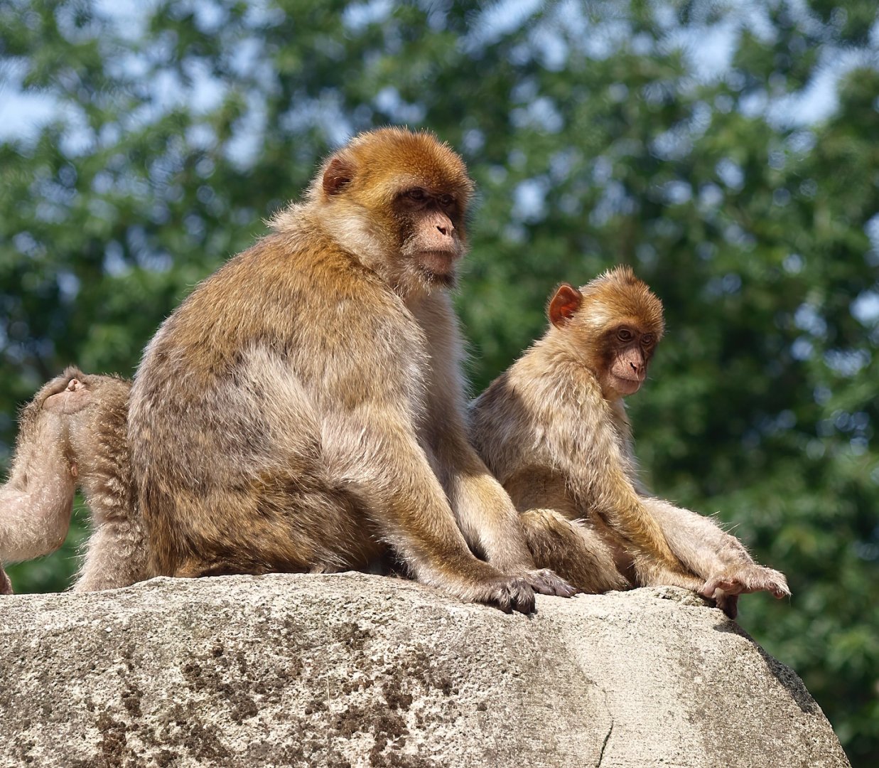 Barbary macaques (Macaca sylvanus), 2015-08-01