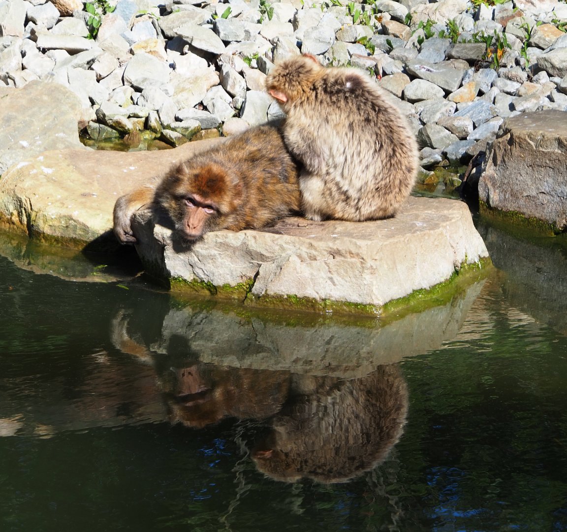 Barbary macaques (Macaca sylvanus), 2020-07-21