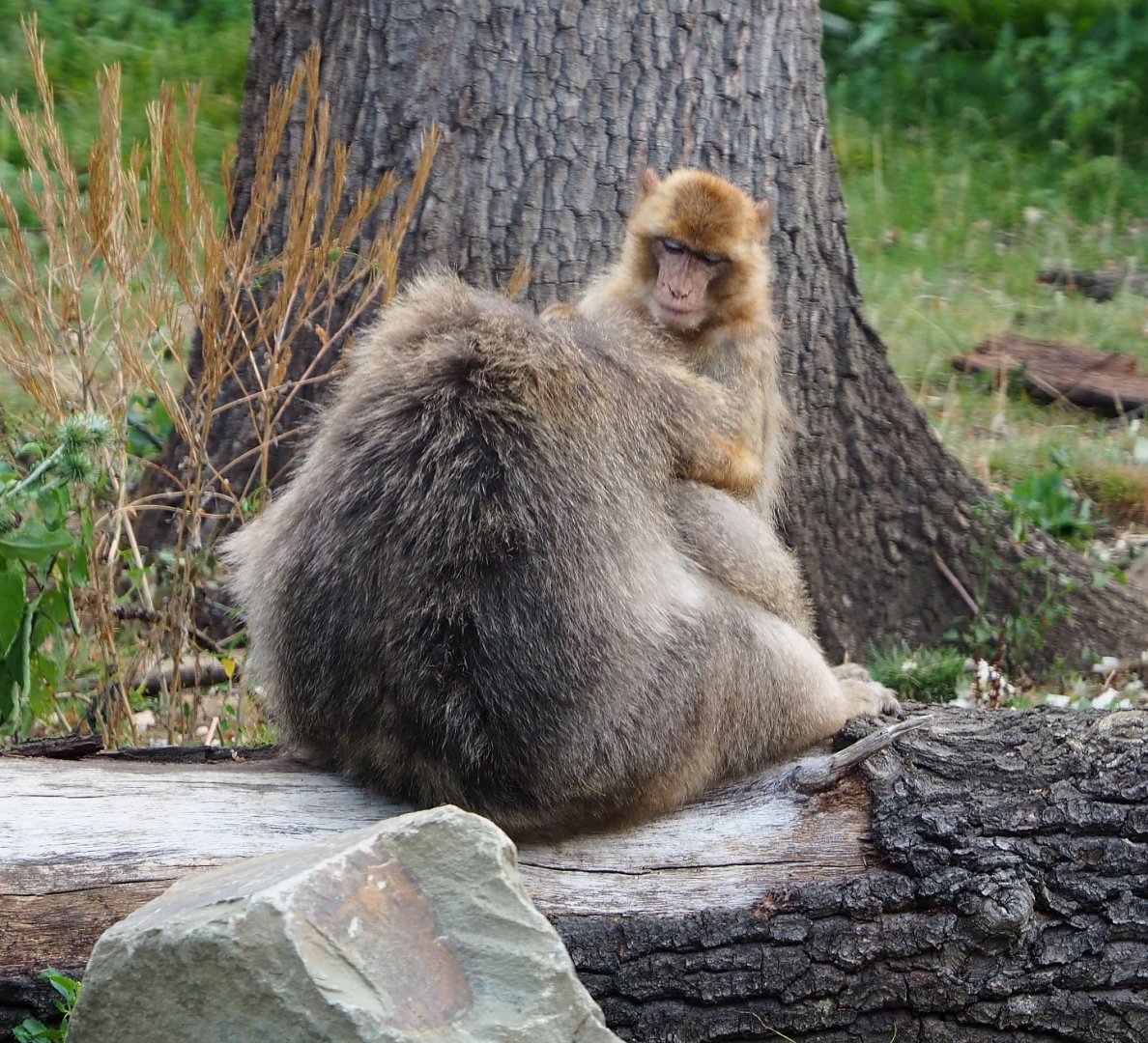 Barbary macaques (Macaca sylvanus), 2020-08-15