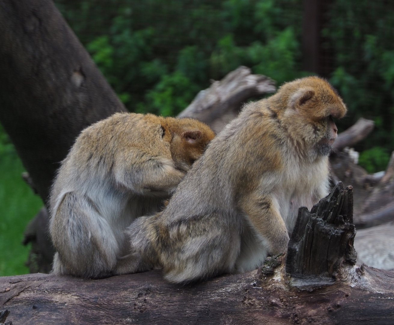 Barbary macaques (Macaca sylvanus), 2020-10-19