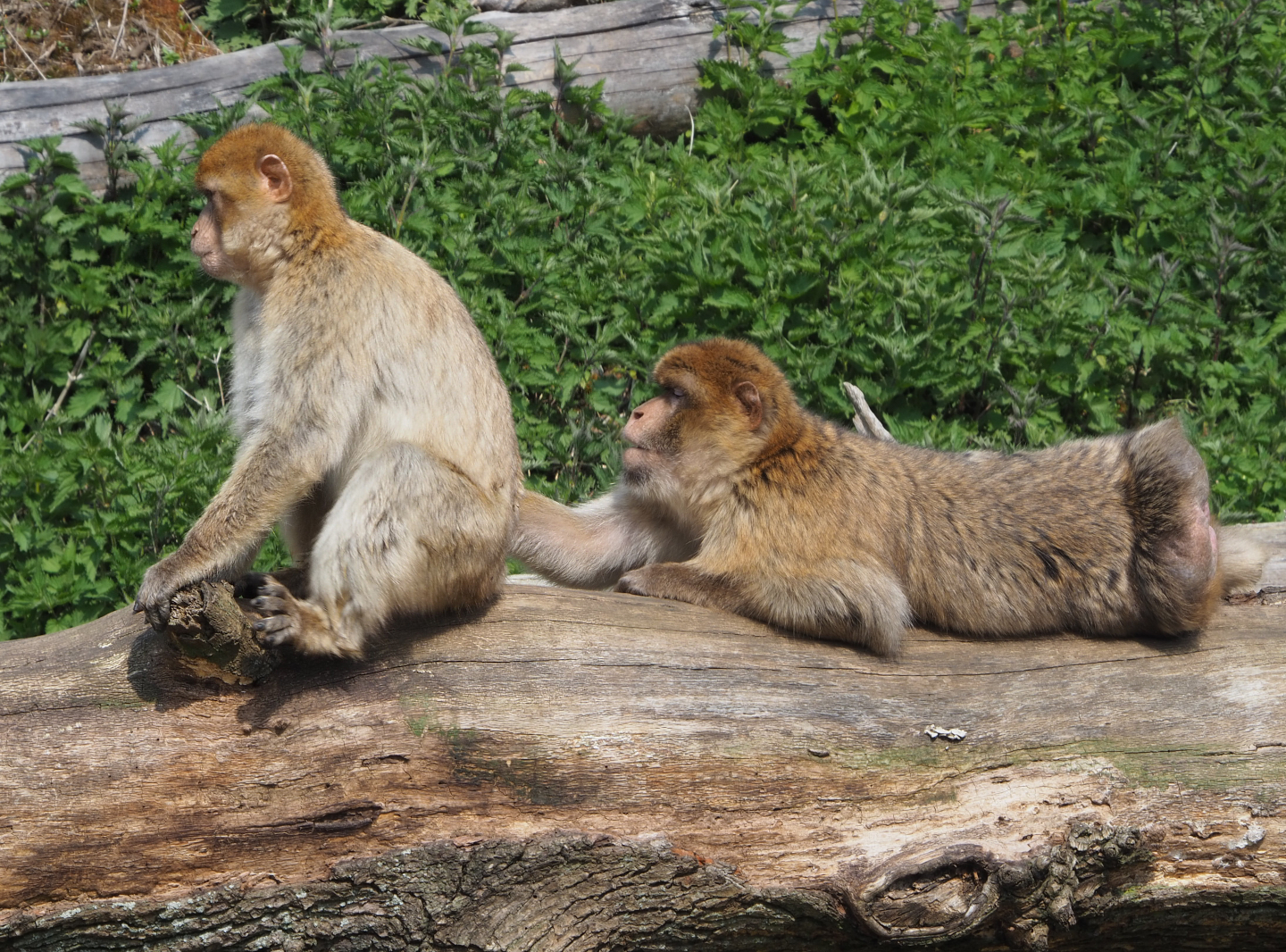 Barbary macaques (Macaca sylvanus), 2021-04-20