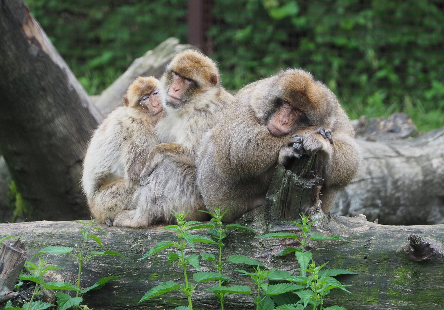Barbary macaques (Macaca sylvanus), 2021-07-03