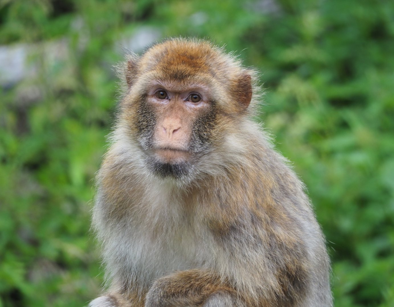 Barbary macaques (Macaca sylvanus), 2021-07-03