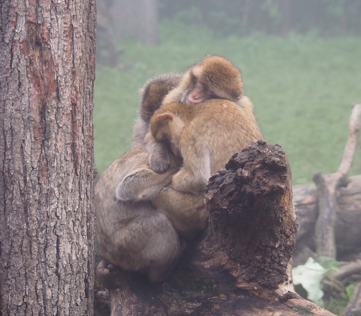 Barbary macaques (Macaca sylvanus), 2021-10-10