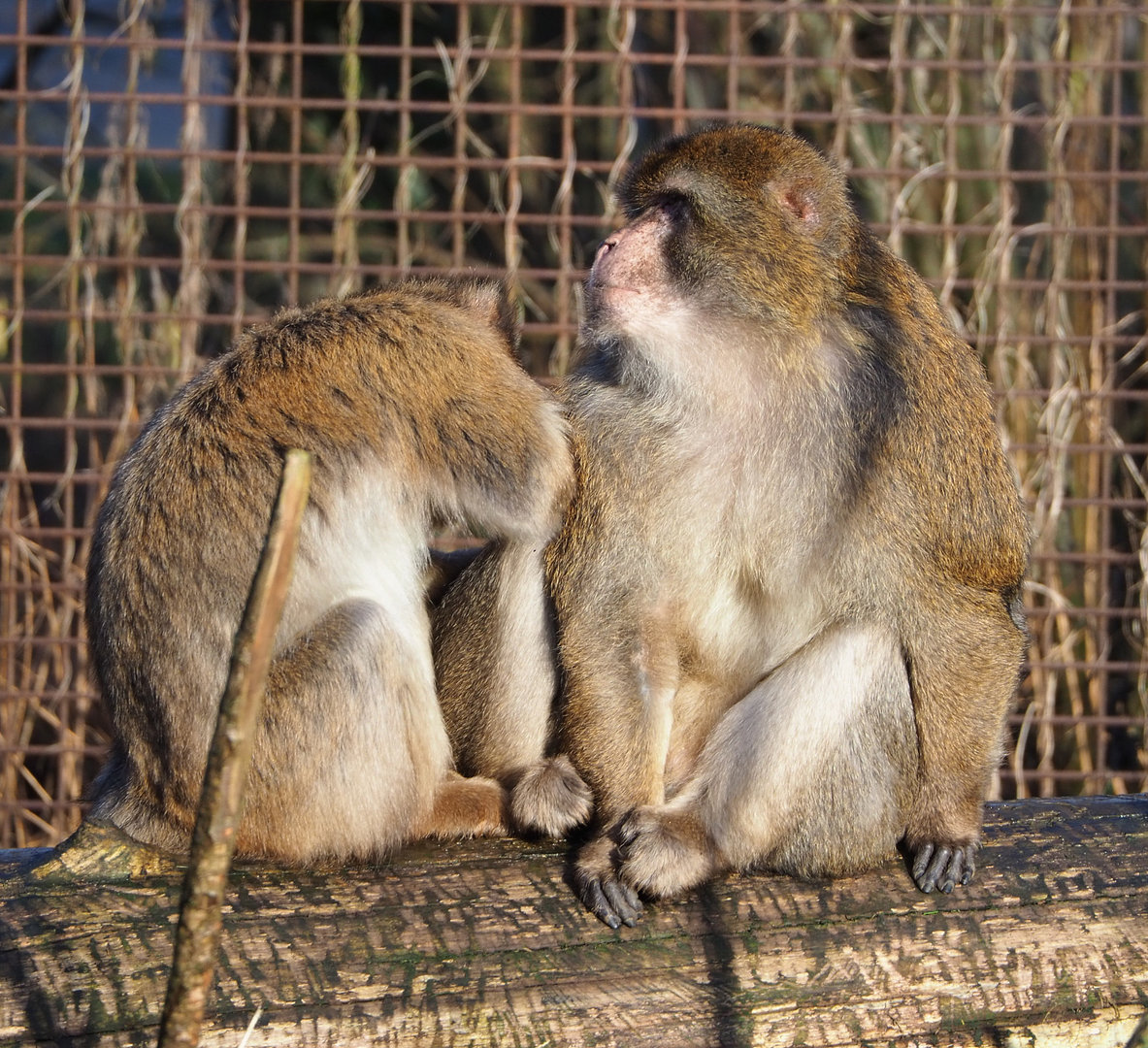 Barbary macaques (Macaca sylvanus), 2022-01-30