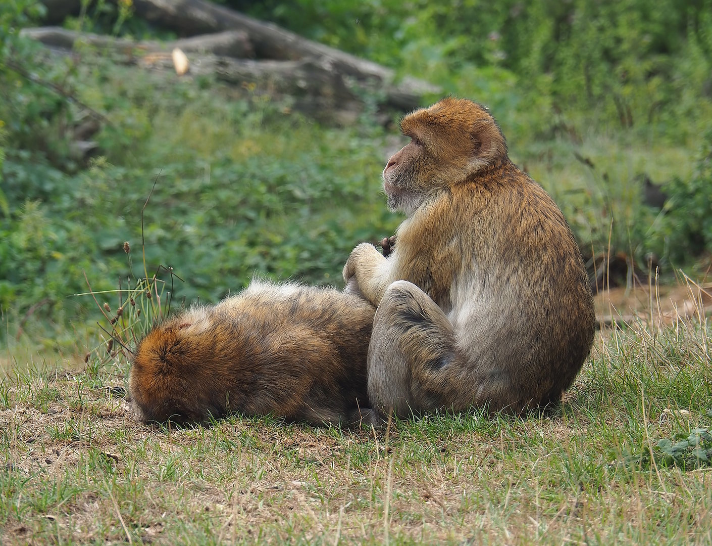 Barbary macaques (Macaca sylvanus), 2022-08-20