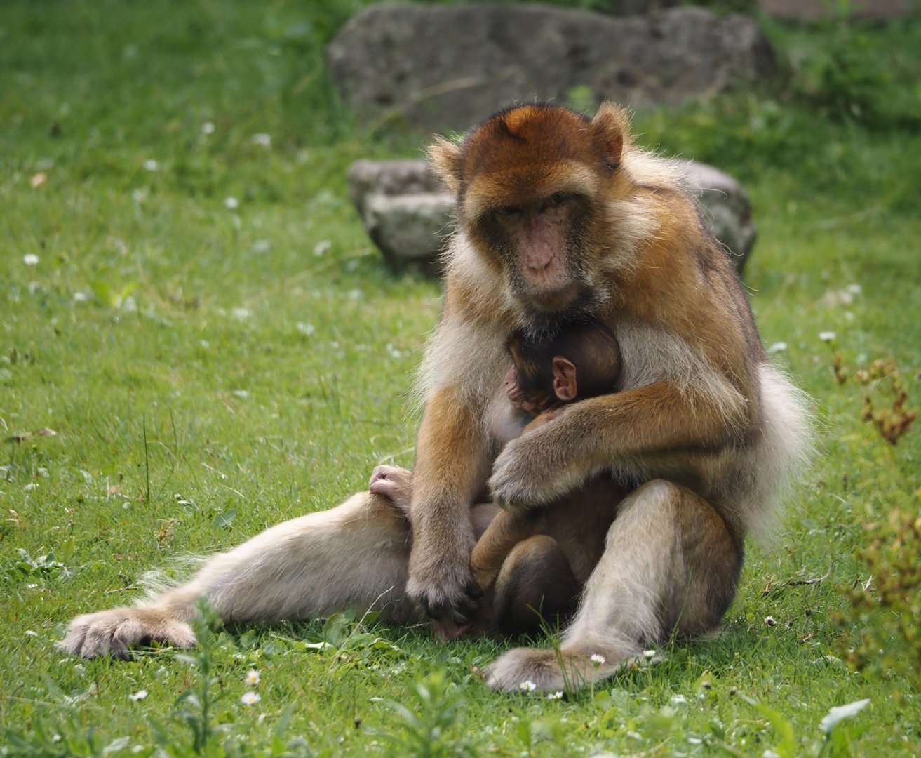 Barbary macaques (Macaca sylvanus), 2024-08-18