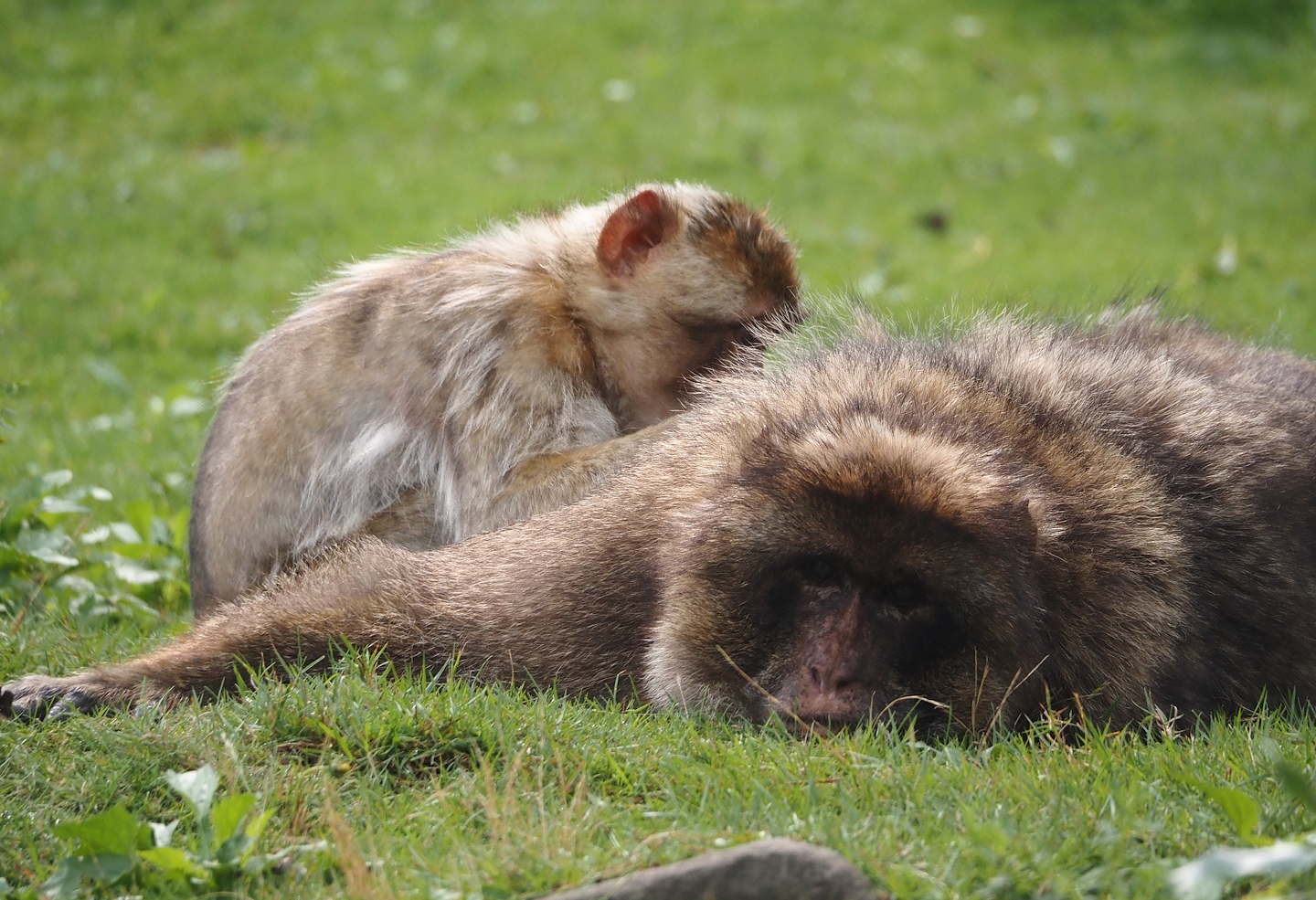 Barbary macaques (Macaca sylvanus), 2024-08-18