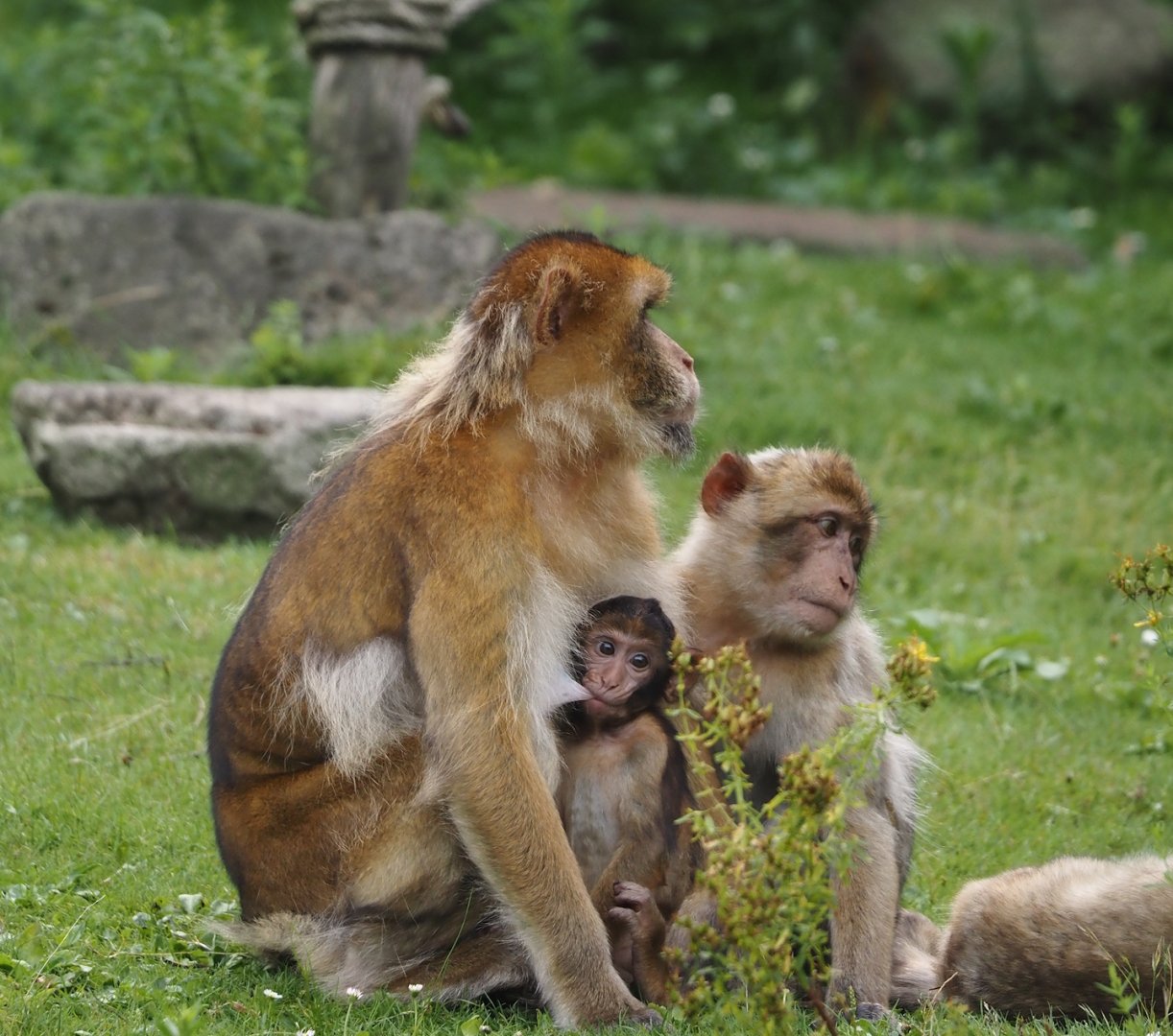 Barbary macaques (Macaca sylvanus), 2024-08-18