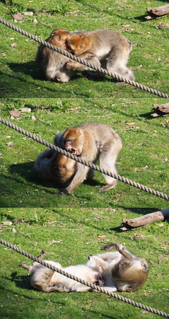 Barbary macaques (Macaca sylvanus) fighting, 2019-03-30