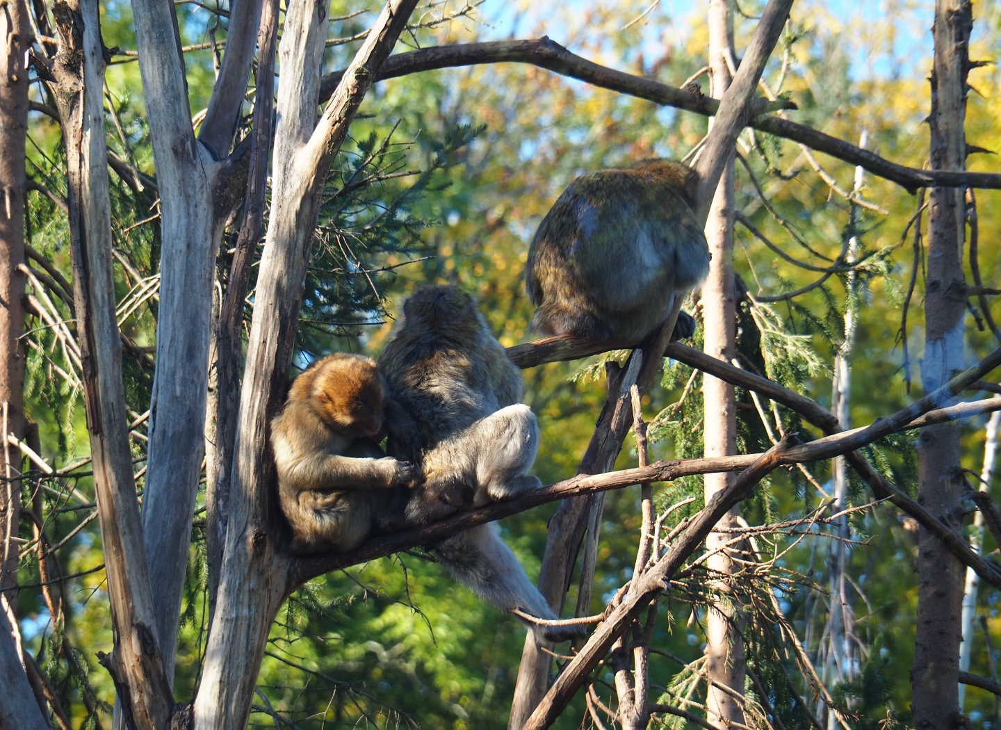 Barbary macaques (Macaca sylvanus) in the trees (Oct 13th, 2018)