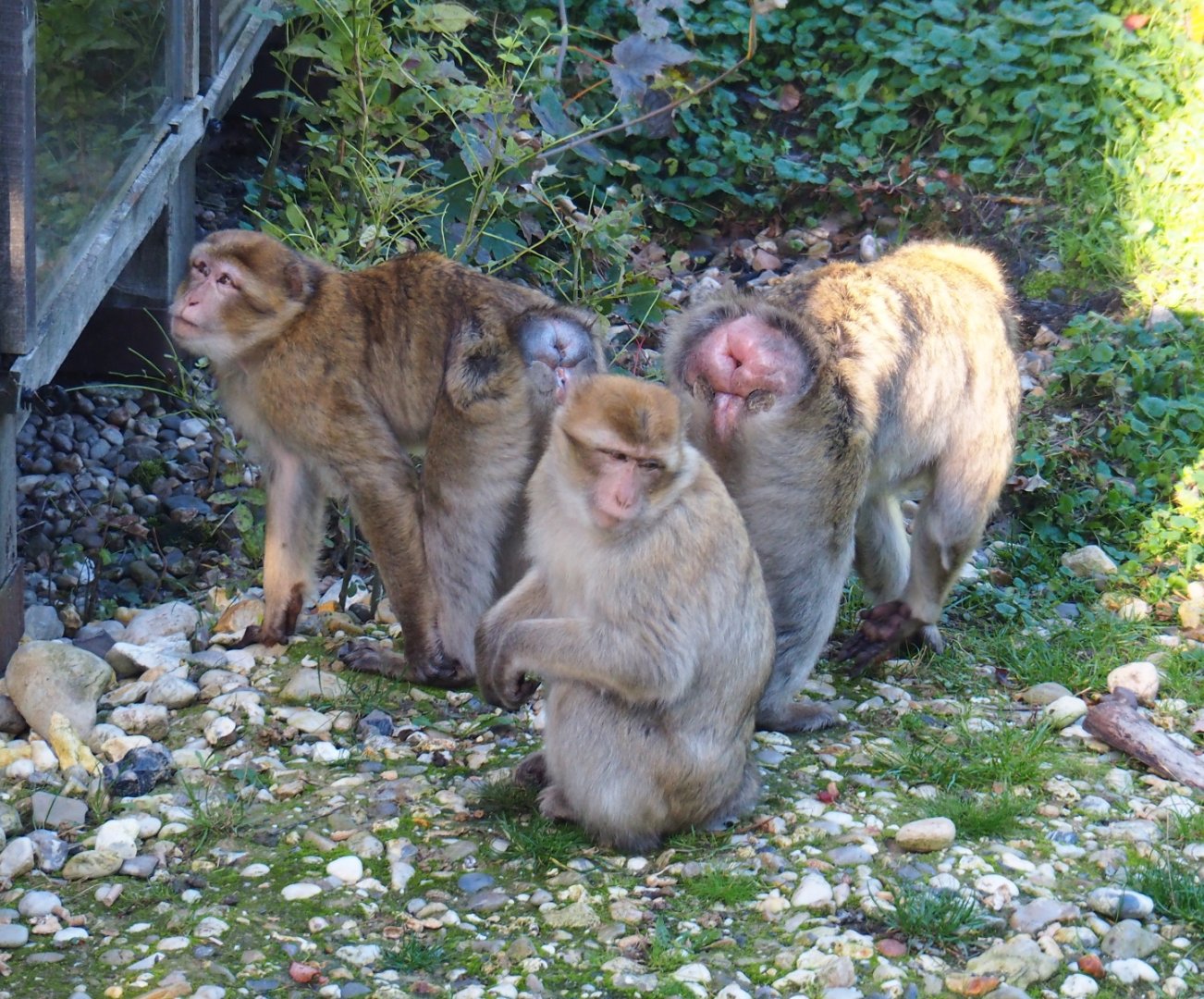 Barbary macaques (Macaca sylvanus), Oct 13th, 2018
