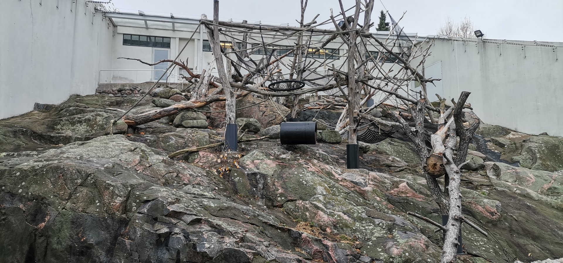 Barbary Macaques outdoor