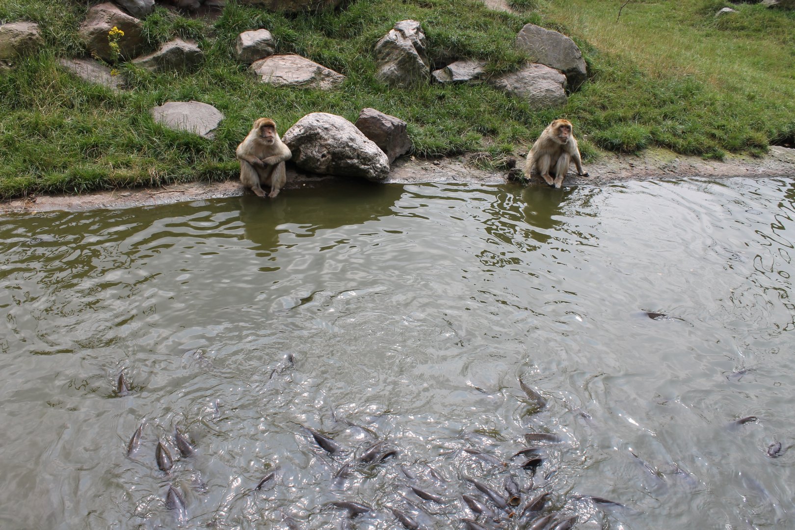 Barbary macaques watching carps