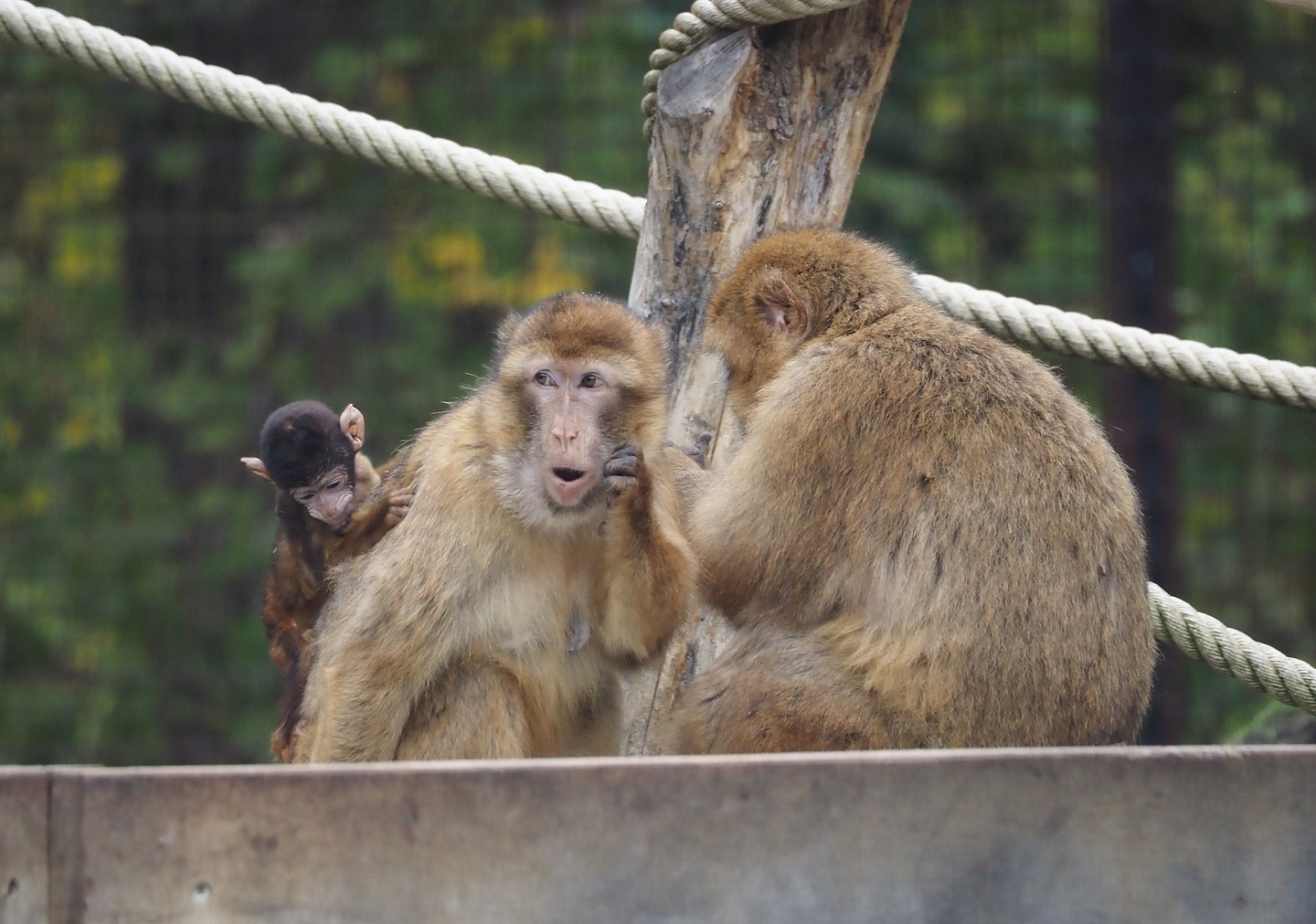 Barbary macaques with juvenile (Macaca sylvanus), 2025-10-29