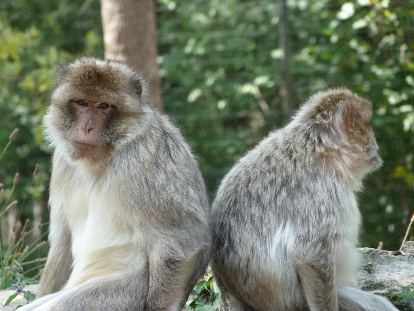Barbary macaques -Zoodyssée (2025)