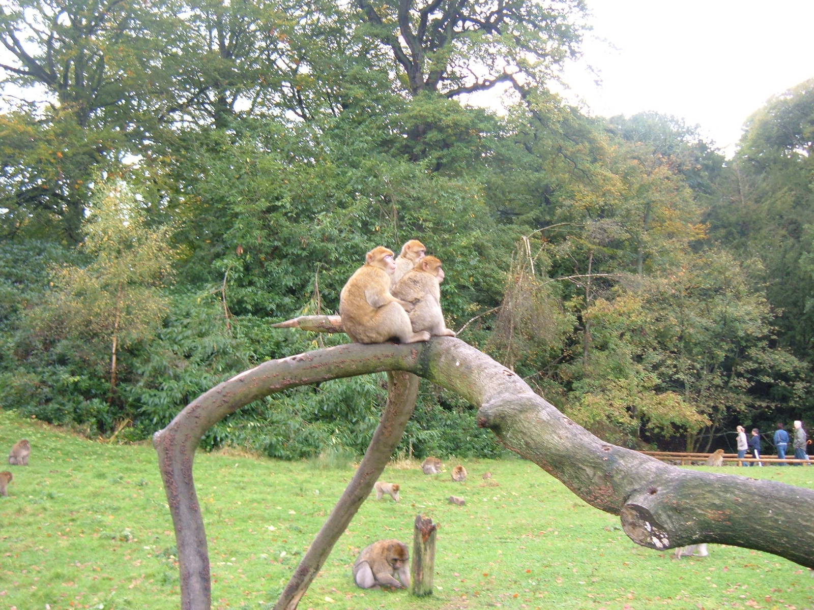 Barbary Macaques