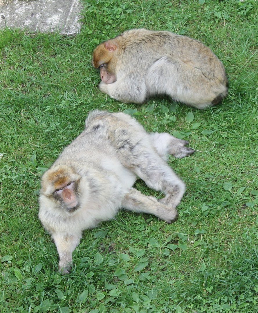Barbary macaques