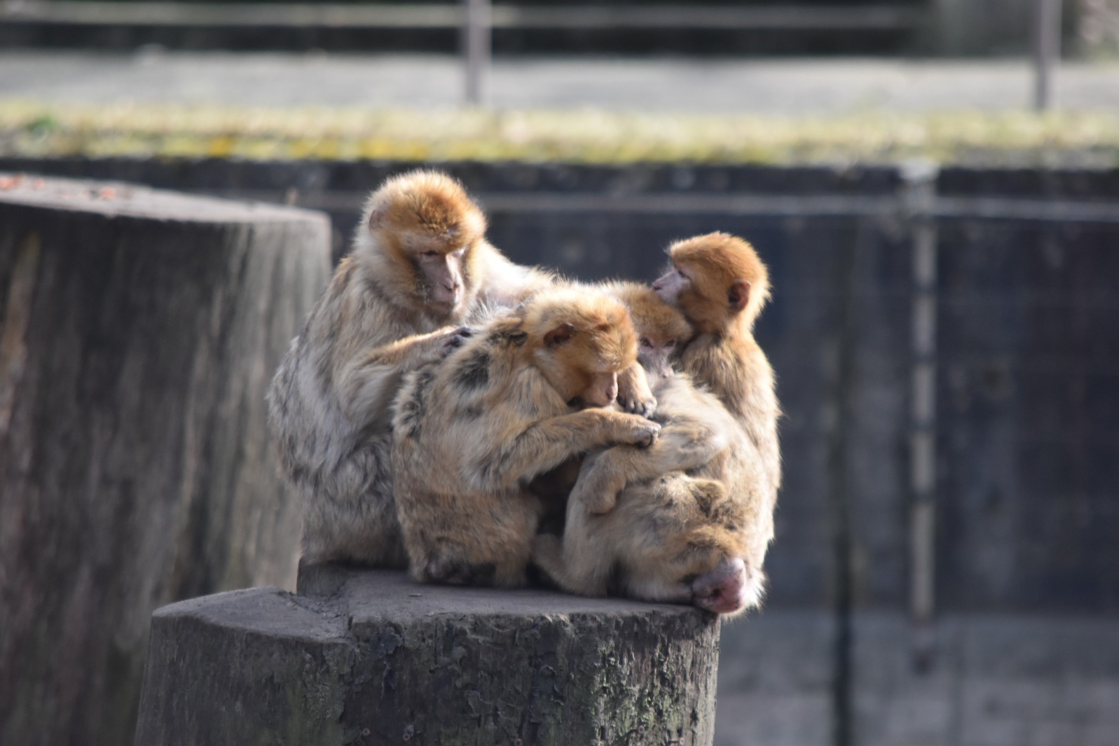 Barbary macaques