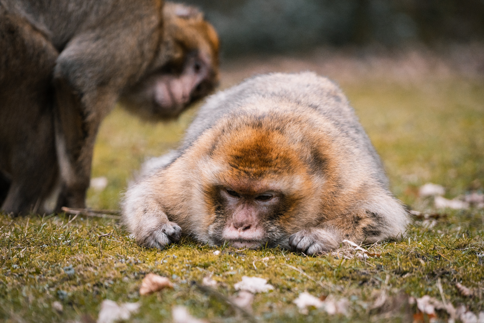 Barbary Macaques