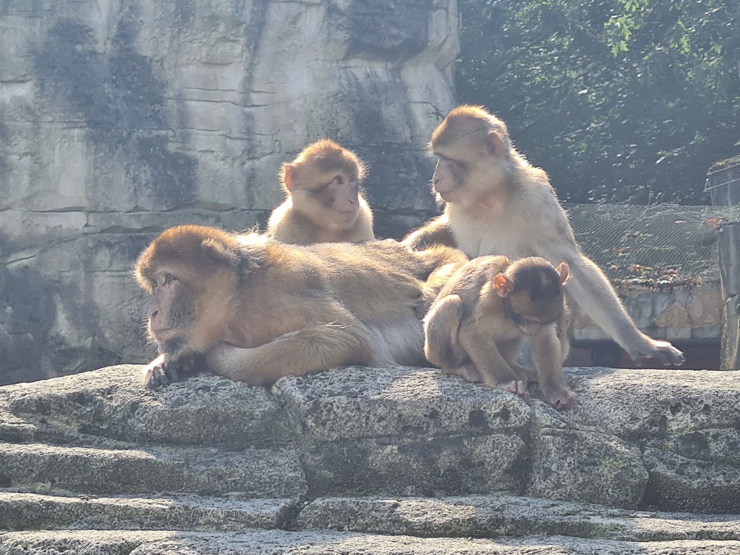 Barbary macaques