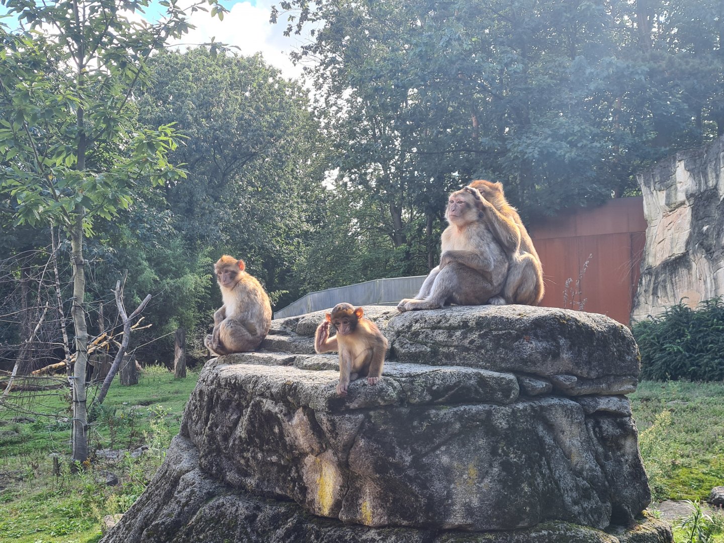 Barbary macaques