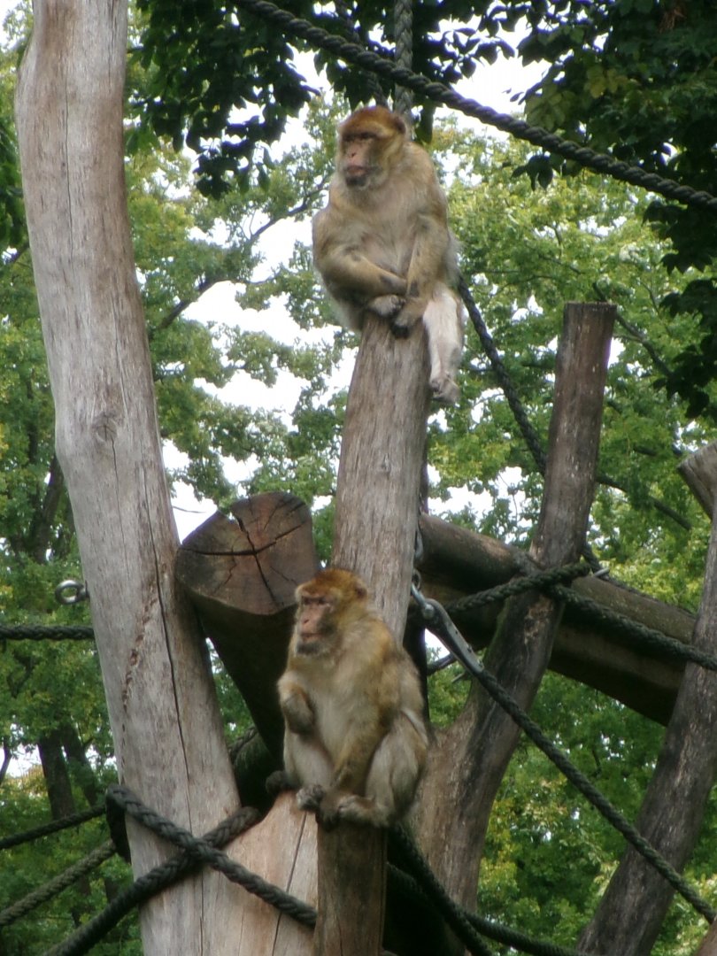 Barbary macaques