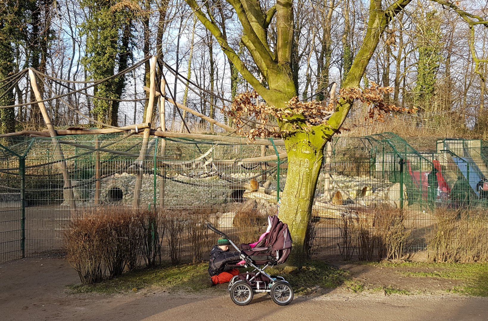 Barbary monkey - Barbary sheep enclosure