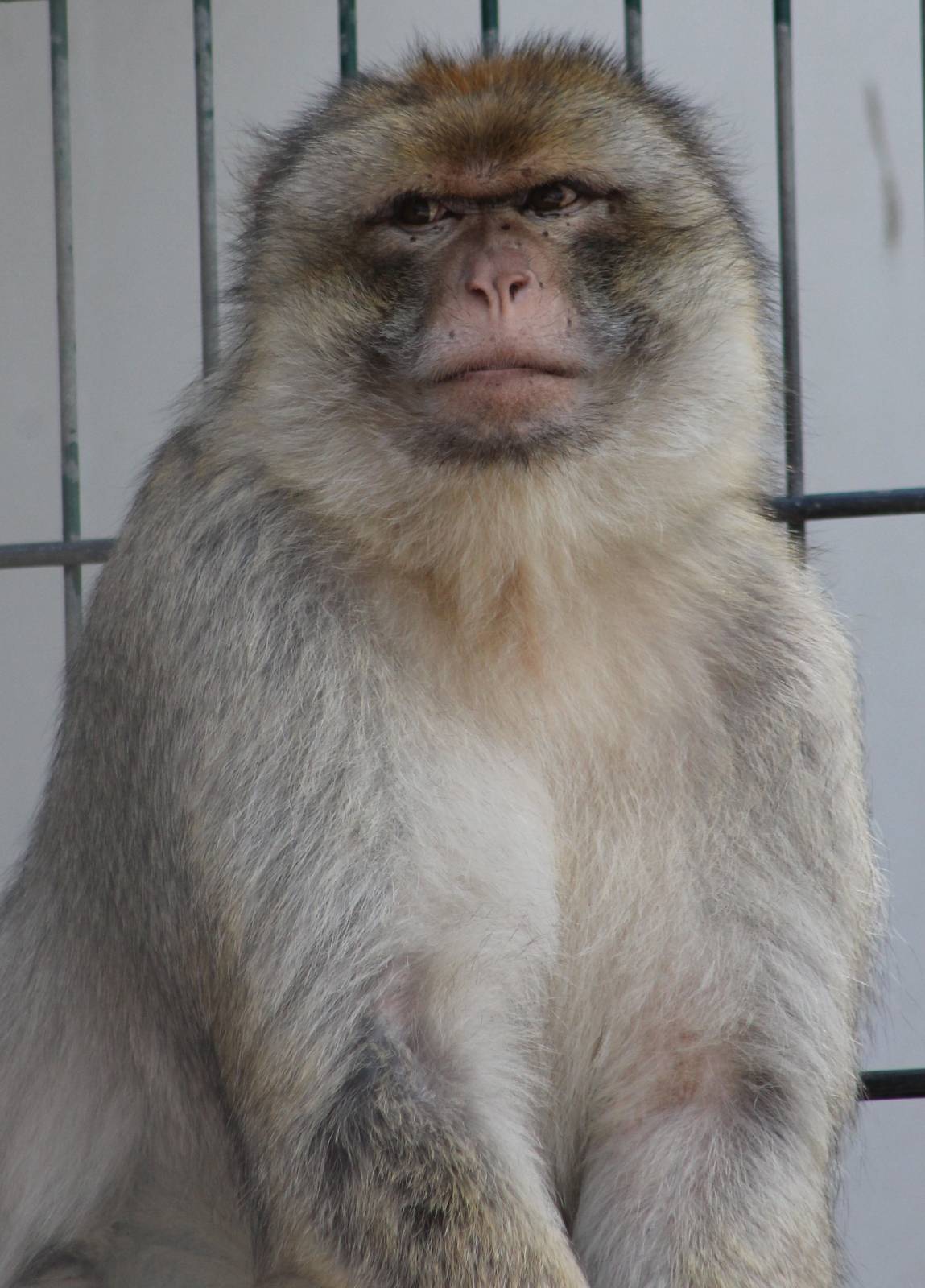 Barbary monkey male