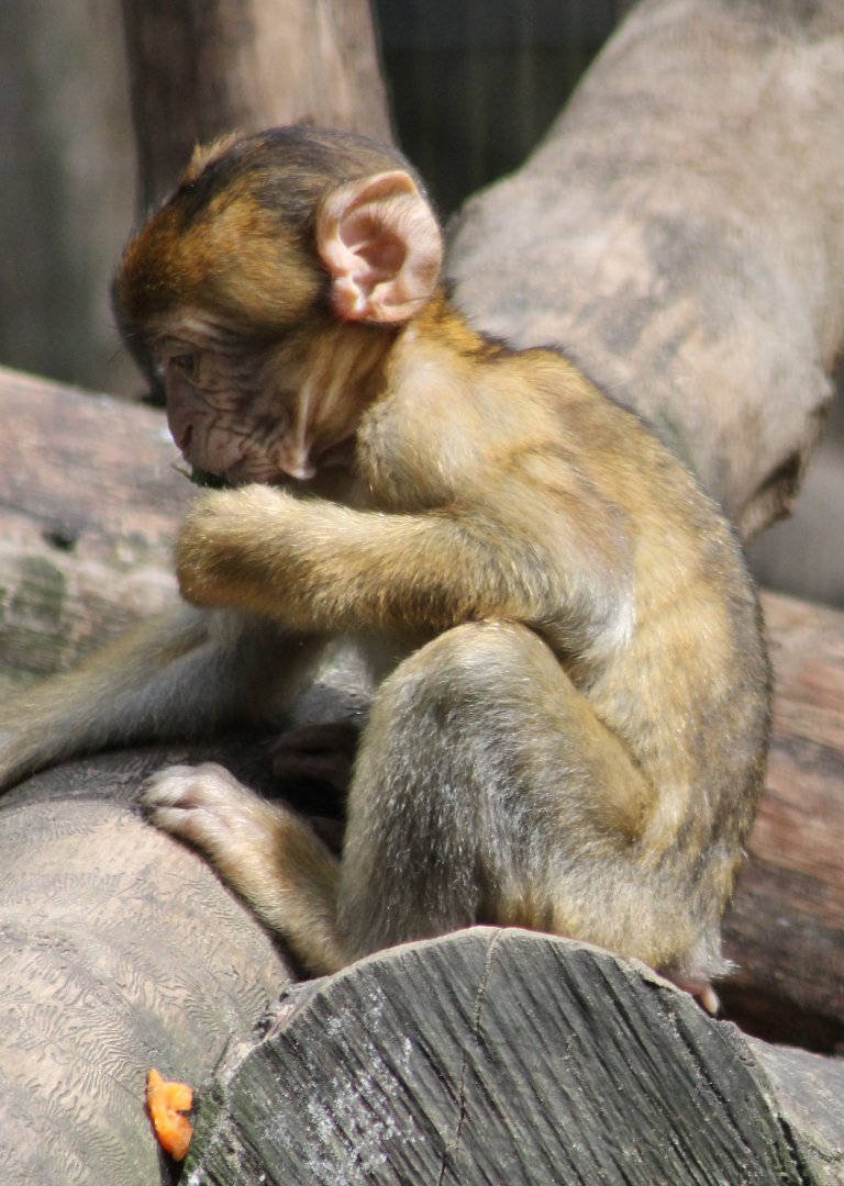 Barbary monkey young