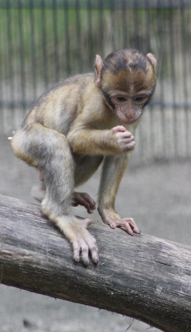 Barbary monkey young