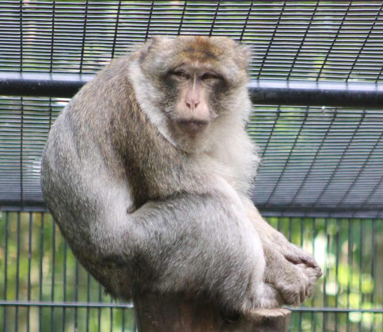Barbary monkey
