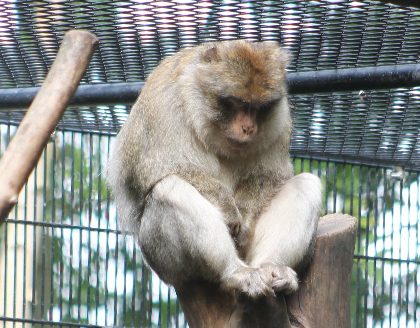 Barbary monkey