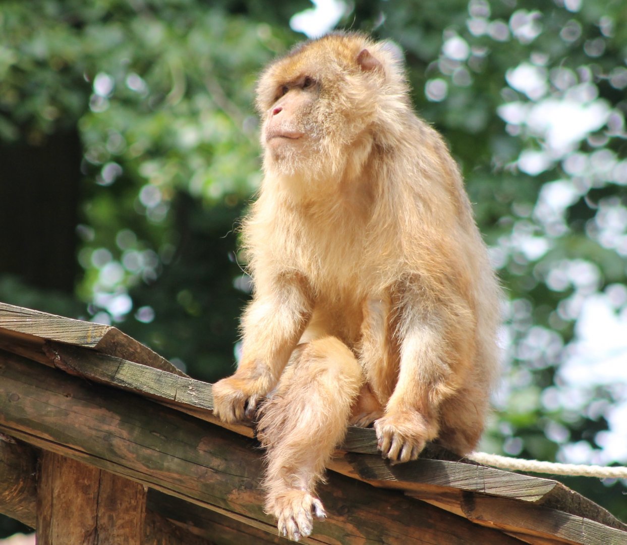 Barbary monkey