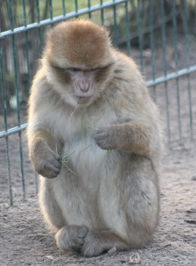 Barbary monkey