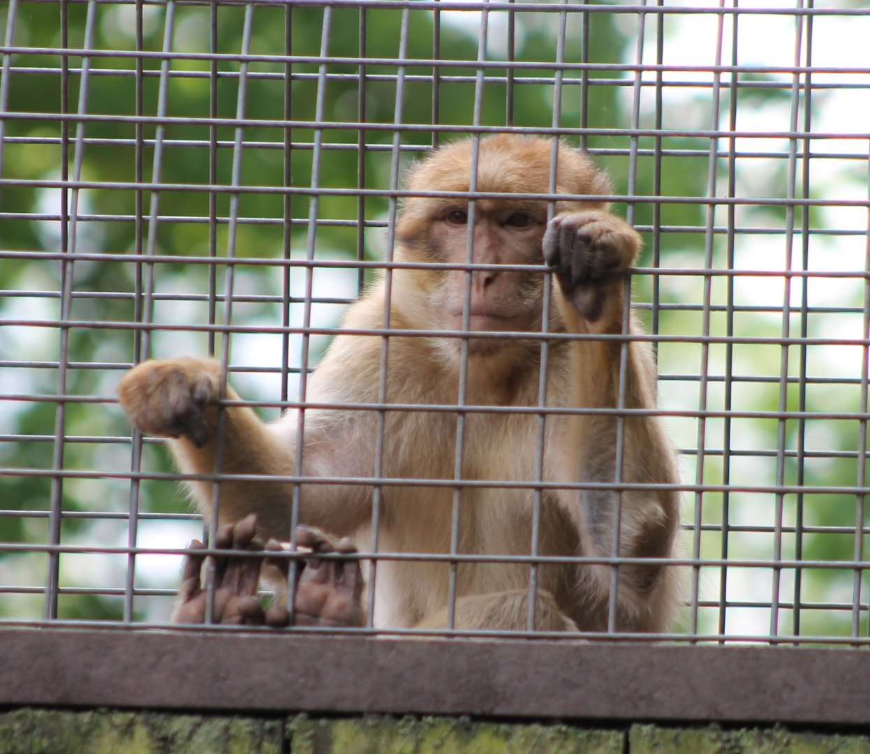 Barbary monkey