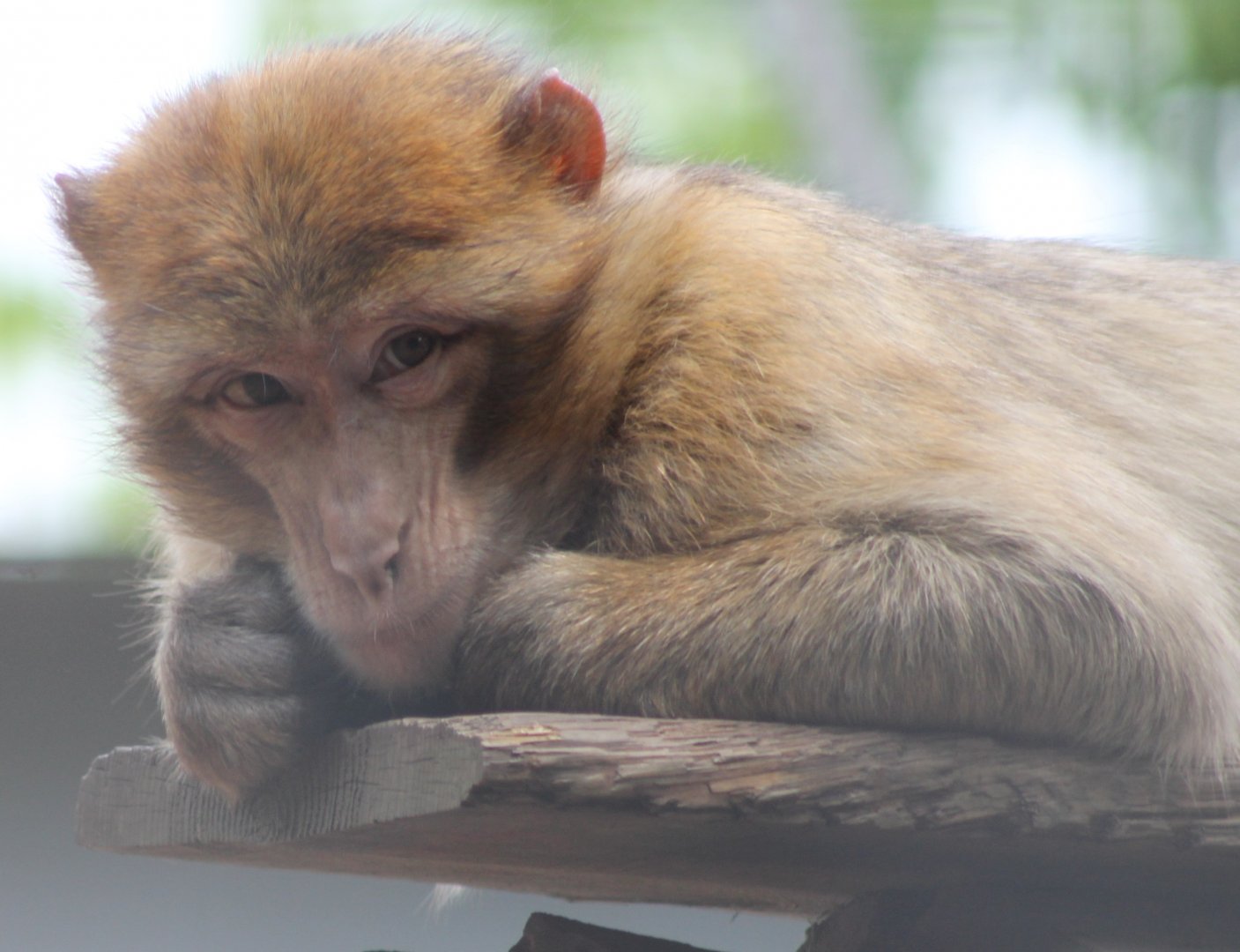 Barbary monkey