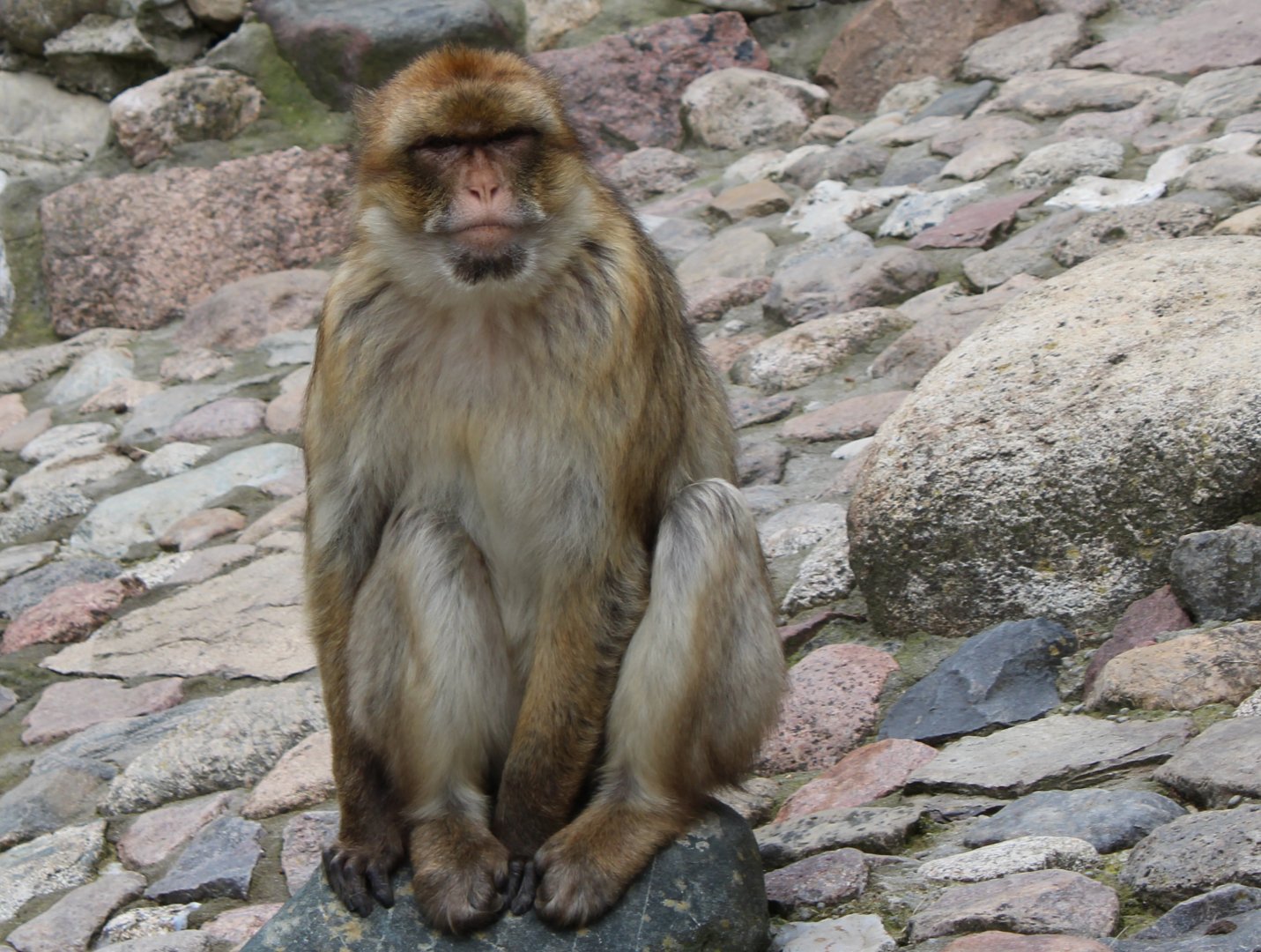Barbary monkey