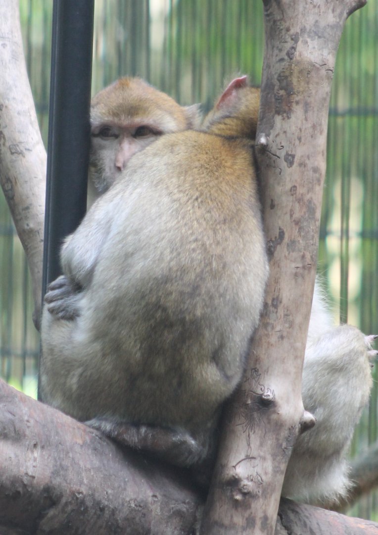 Barbary monkeys