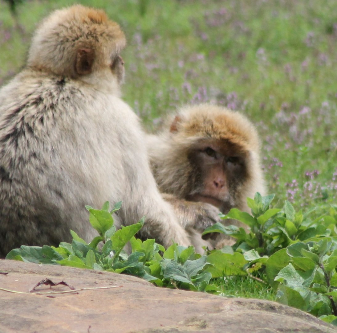 Barbary monkeys