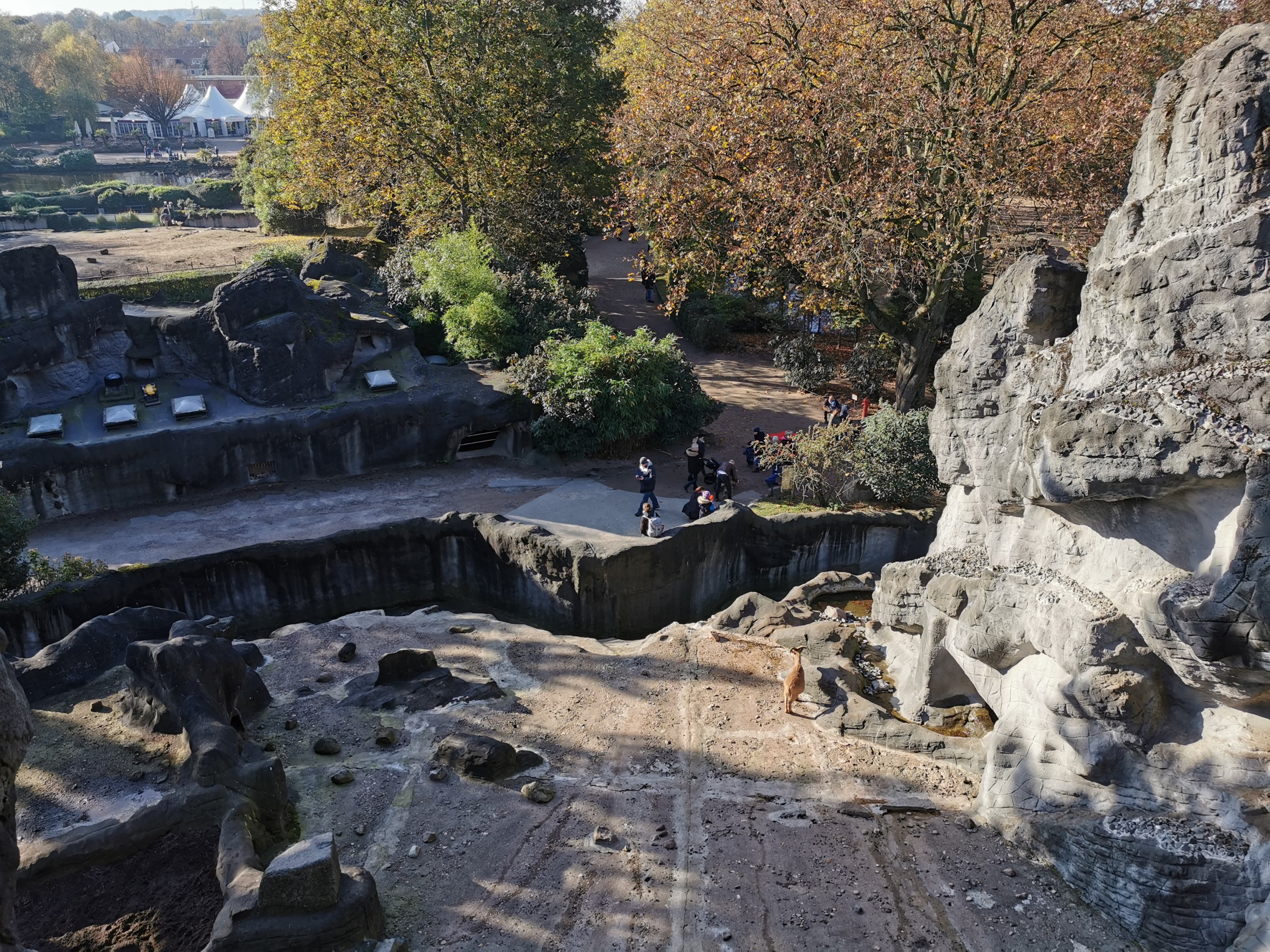 Barbary mountain - Tierpark Hagenbeck