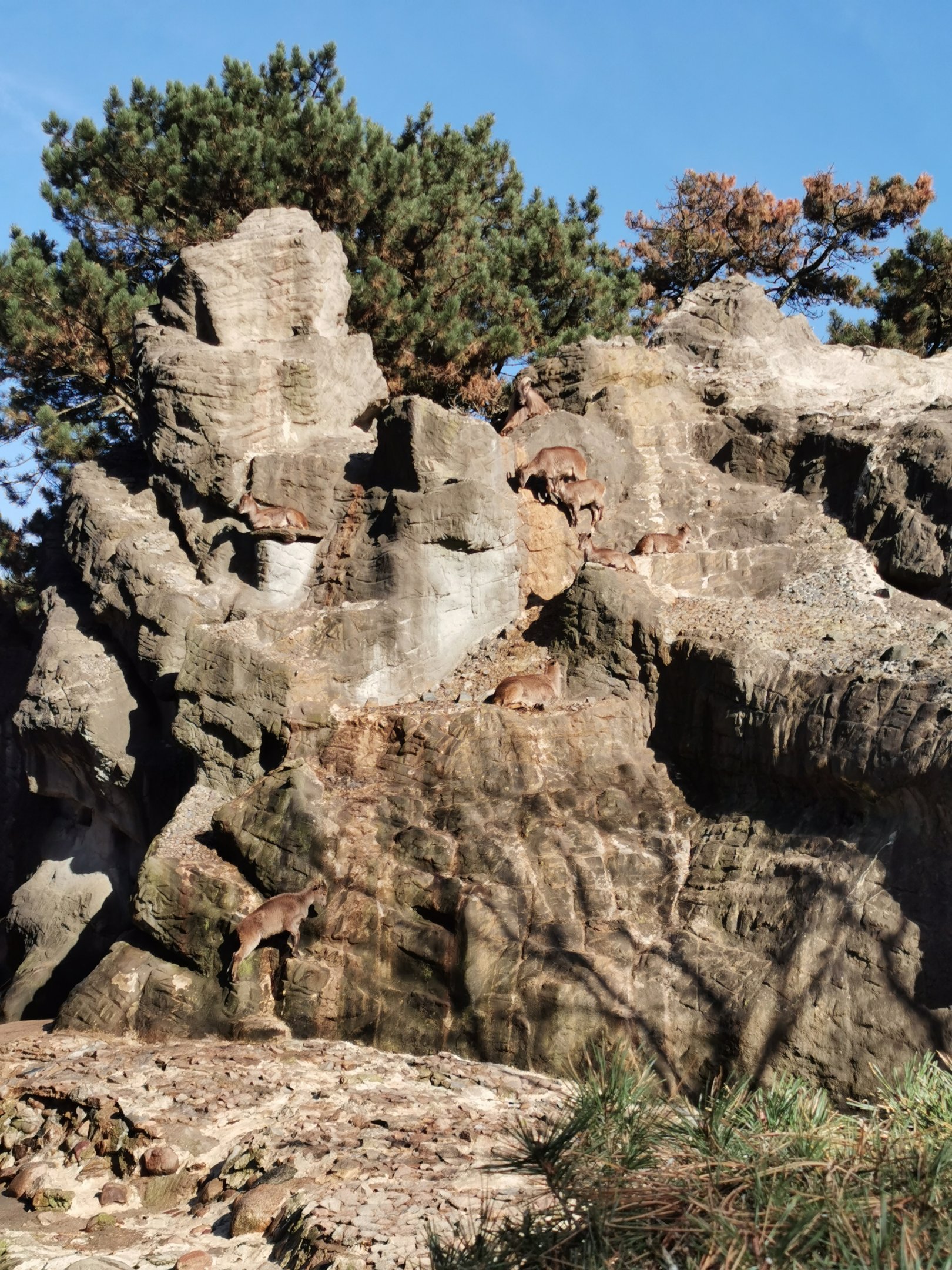Barbary mountain - Tierpark Hagenbeck