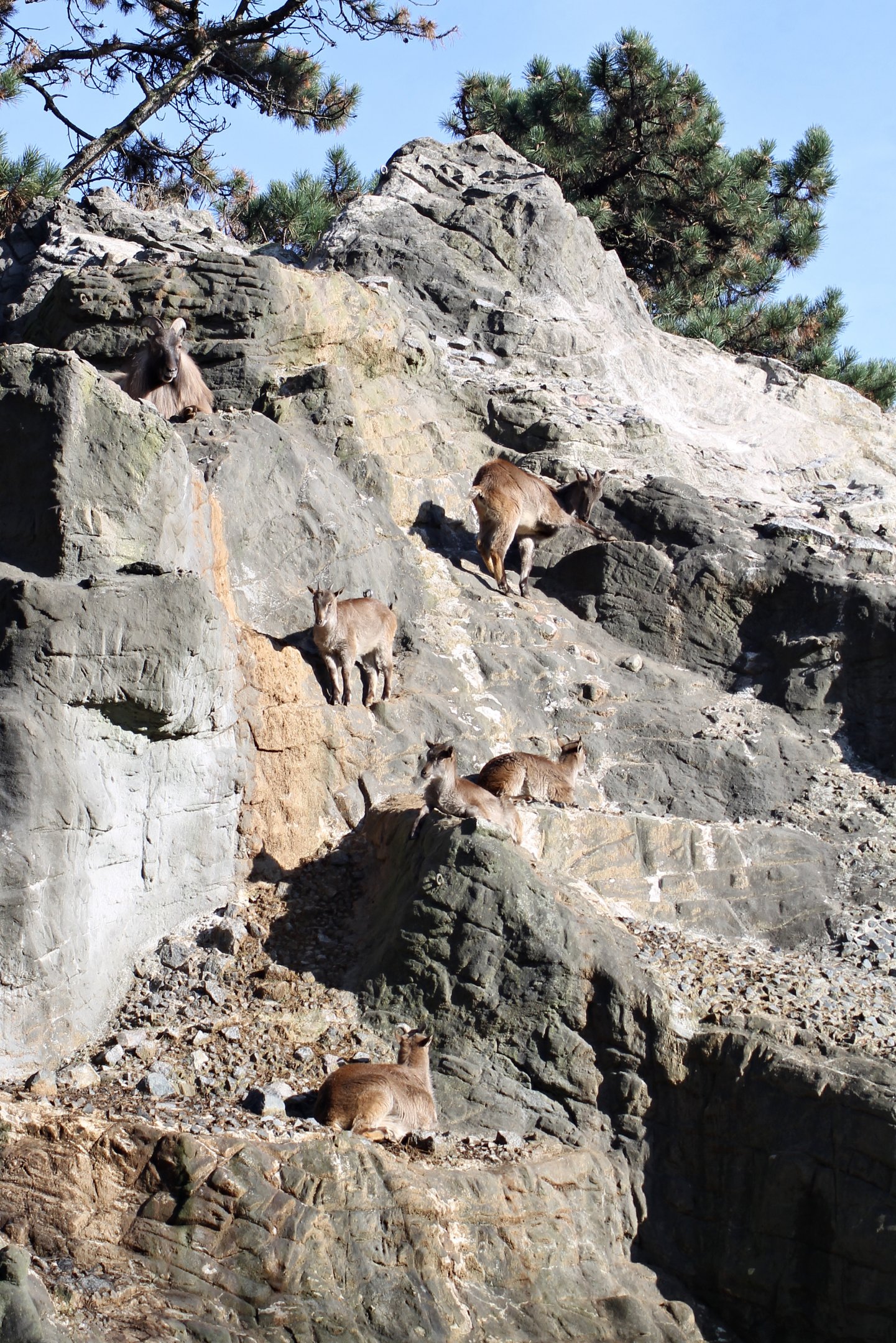 Barbary mountain - Tierpark Hagenbeck