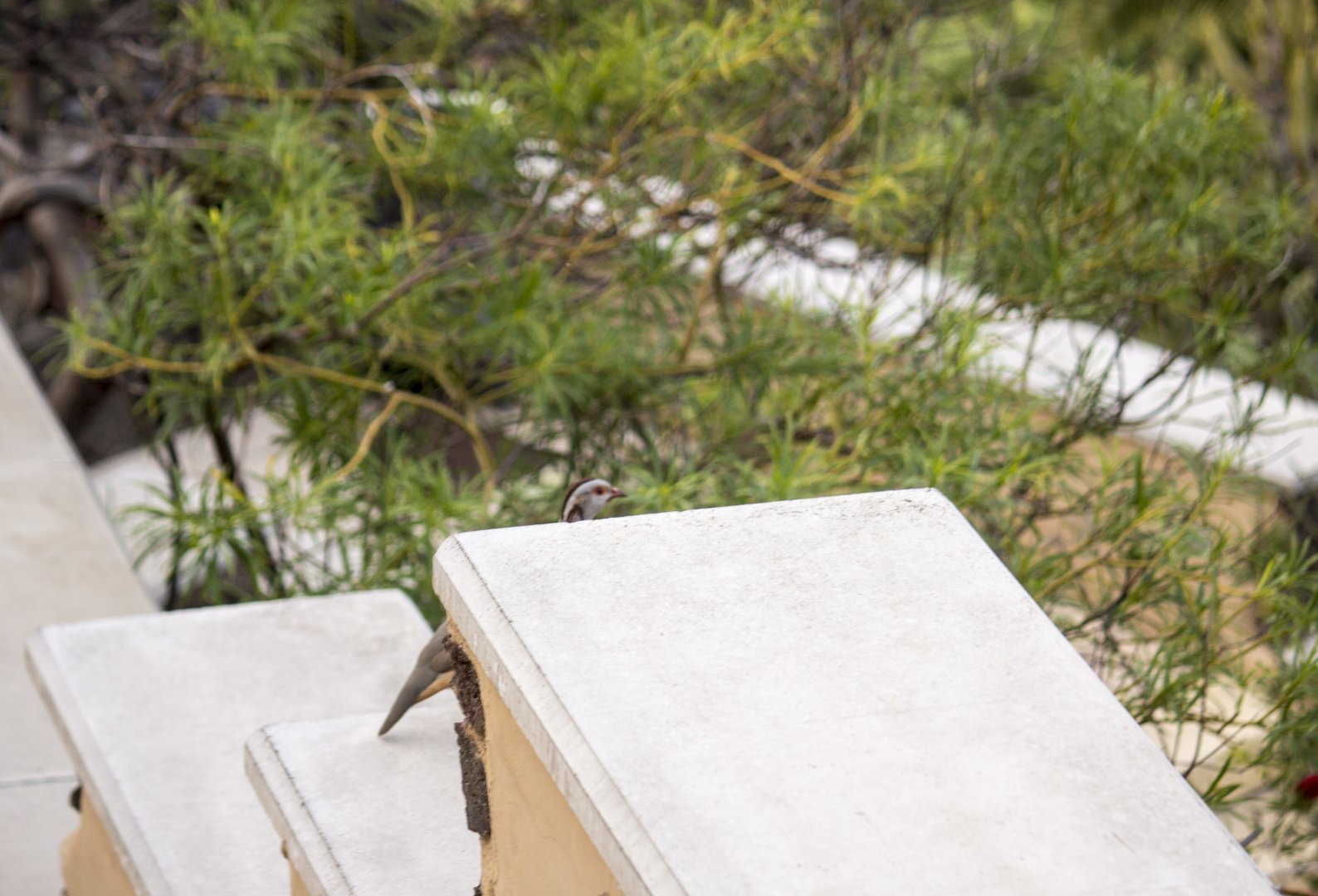 Barbary partridge, Alectoris barbara koenigi